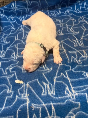 Les chiots de Chien de Montagne des Pyrenees