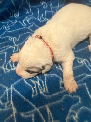 Les chiots de Chien de Montagne des Pyrenees