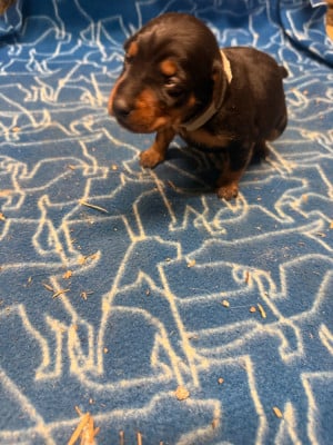 Les chiots de Pinscher nain