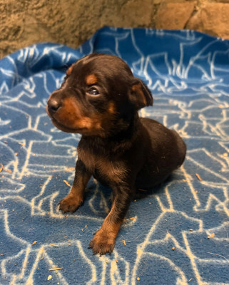 Les chiots de Pinscher nain