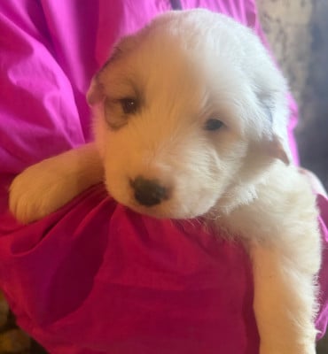 Les chiots de Chien de Montagne des Pyrenees