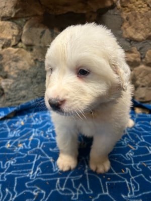 Les chiots de Chien de Montagne des Pyrenees