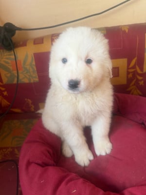 Les chiots de Chien de Montagne des Pyrenees