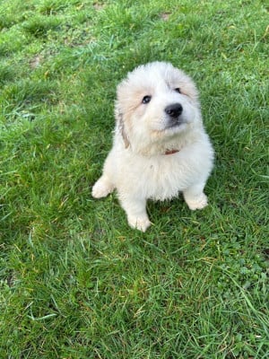 Les chiots de Chien de Montagne des Pyrenees