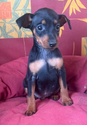 Les chiots de Pinscher nain