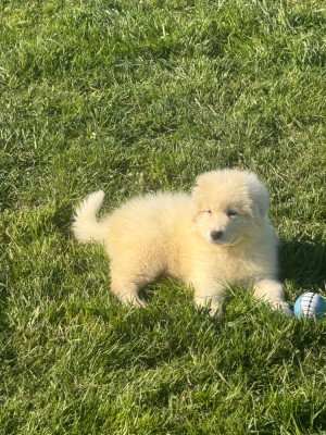 Les chiots de Chien de Montagne des Pyrenees