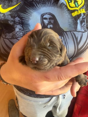 Les chiots de Terre-neuve