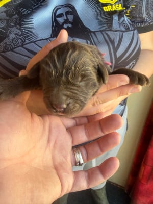 Les chiots de Terre-neuve