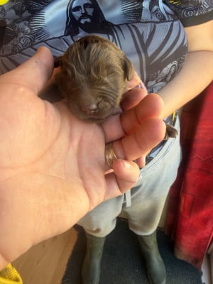 Les chiots de Terre-neuve