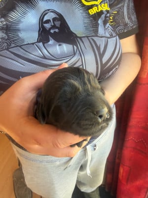 Les chiots de Terre-neuve