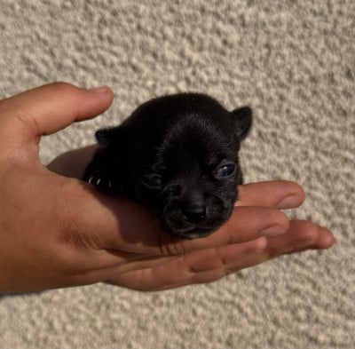 Les chiots de Chihuahua