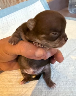 Les chiots de Chihuahua