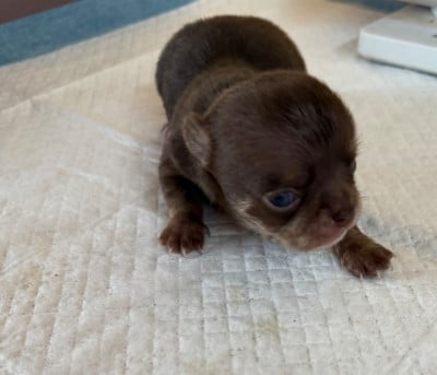 Les chiots de Chihuahua