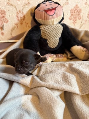 Les chiots de Chihuahua