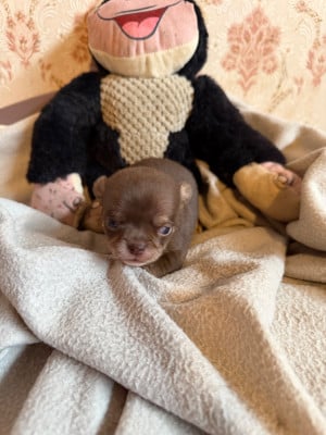 Les chiots de Chihuahua