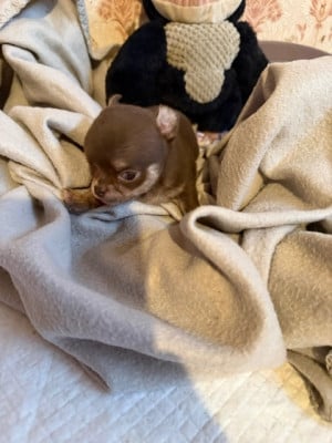 Les chiots de Chihuahua