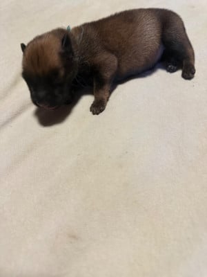 Les chiots de Berger Belge