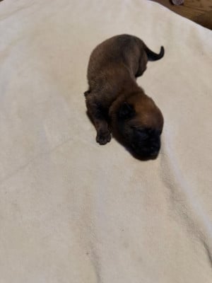 Les chiots de Berger Belge
