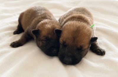 Les chiots de Berger Belge