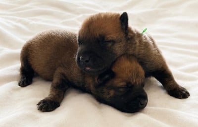 Les chiots de Berger Belge