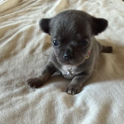Les chiots de Chihuahua