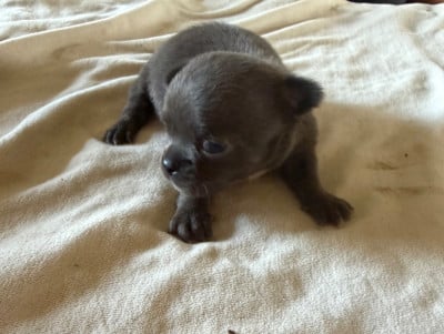 Les chiots de Chihuahua
