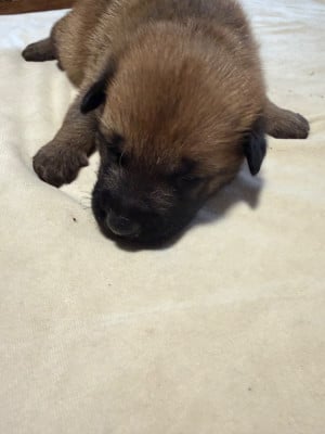 Les chiots de Berger Belge