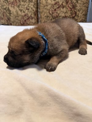 Les chiots de Berger Belge