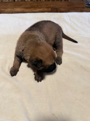 Les chiots de Berger Belge