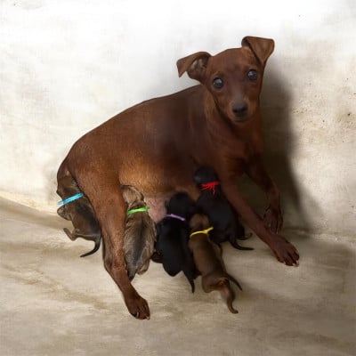Les chiots de Pinscher nain