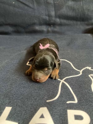 Les chiots de Pinscher nain