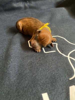 Les chiots de Pinscher nain