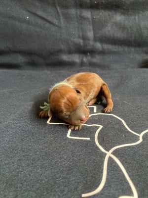 Les chiots de Pinscher nain