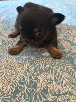 Les chiots de Chihuahua