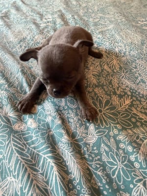 Les chiots de Chihuahua