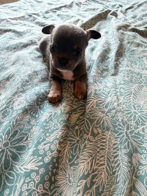 Les chiots de Chihuahua