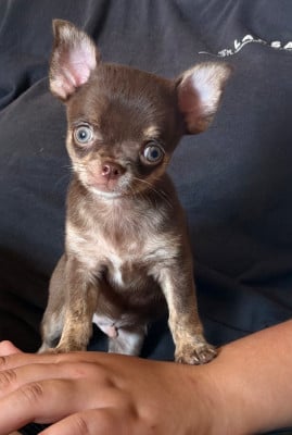 Les chiots de Chihuahua