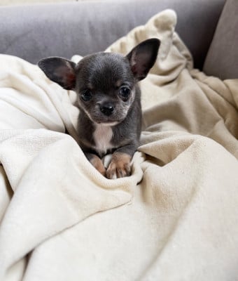 Les chiots de Chihuahua