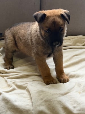 Les chiots de Berger Belge