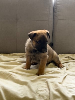 Les chiots de Berger Belge