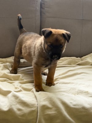 Les chiots de Berger Belge