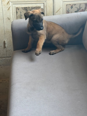 Les chiots de Berger Belge
