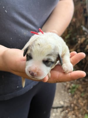 CHIOT 2 collier rouge - Chien de Montagne des Pyrenees
