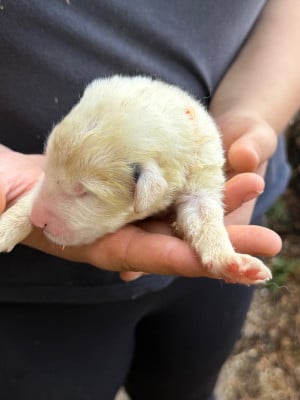 CHIOT 5 collier orange - Chien de Montagne des Pyrenees