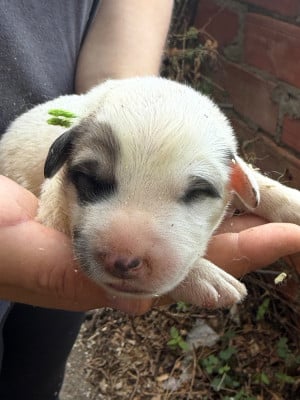 CHIOT 6 collier vert clair - Chien de Montagne des Pyrenees