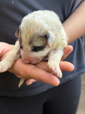 CHIOT 7 collier noir - Chien de Montagne des Pyrenees