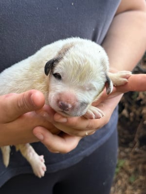 CHIOT 8 collier blanc - Chien de Montagne des Pyrenees