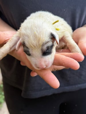 CHIOT 9 collier jaune - Chien de Montagne des Pyrenees