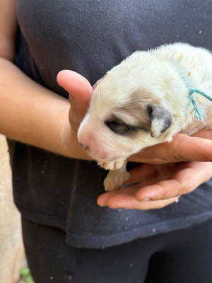 CHIOT 10 collier bleu - Chien de Montagne des Pyrenees