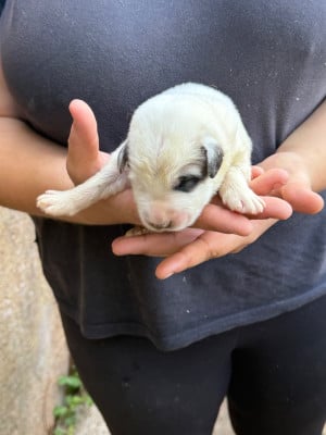 CHIOT 11 collier marron - Chien de Montagne des Pyrenees